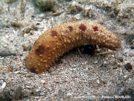 holothuria_arenicola-phbo07