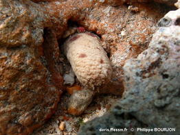 holothuria_arenicola-phbo08