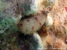 holothuria_arenicola-phbo111