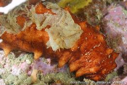 holothuria_cf_tubulosa-vl1