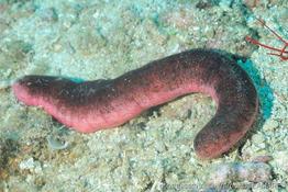 holothuria_edulis-vl1