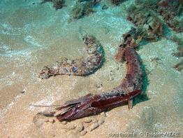 holothuria_poli-fa11