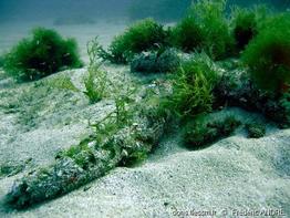 holothuria_poli-fa9b