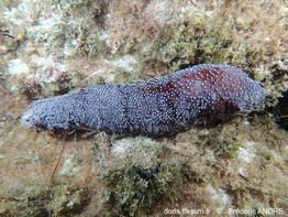 Holothuria_poli-fran352