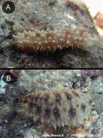 holothuria_verricosa-phbo19