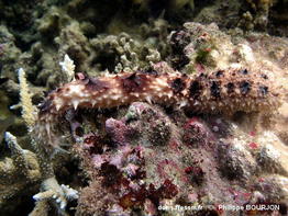 holothuria_verrucosa-phb14