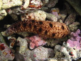 holothuria_verrucosa-phbo03