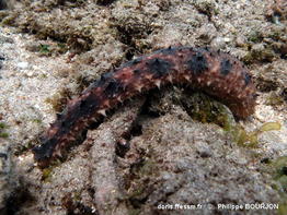 holothuria_verrucosa-phbo13
