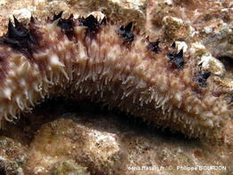 holothuria_verrucosa-phbo17