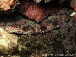 holothuria_verrucosa-phbo18