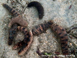 holothuria_verrucosa-phbo20