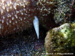 holothuria_verrucosa-phbo21