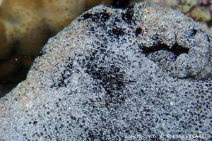 Holothuria_whitmaei-ev2