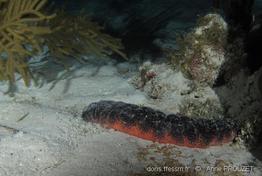 holothuria_mexicana_ap1