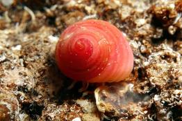 Homalopoma_sanguineum-alma68444
