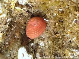 Homalopoma_sanguineum-mima01
