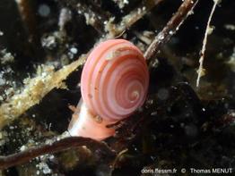 Homalopoma_sanguineum-thme03
