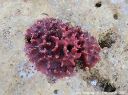 homotrema_rubra-fa022b