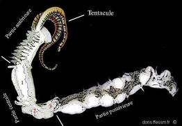 mesochaetopterus_rogeri-3