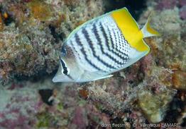 chaetodon_mertensii-vl1