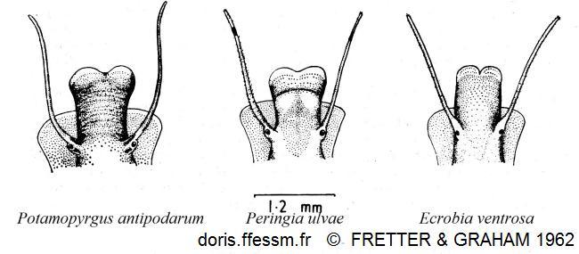 Hydrobiidés_vues dorsales de la tête_Fretter_&_Graham_fig306