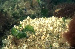 hymeniacidon_perlevis-gebr-01