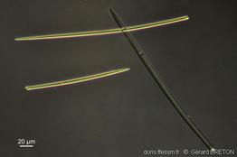 hymeniacidon_perlevis-gebr-621