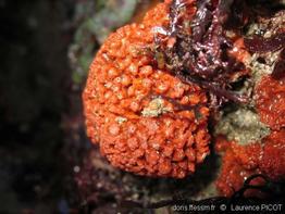 hymeniacidon_perlevis-lapi-01
