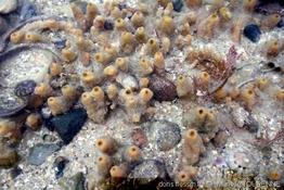 hymeniacidon_perlevis-muto_img_B23