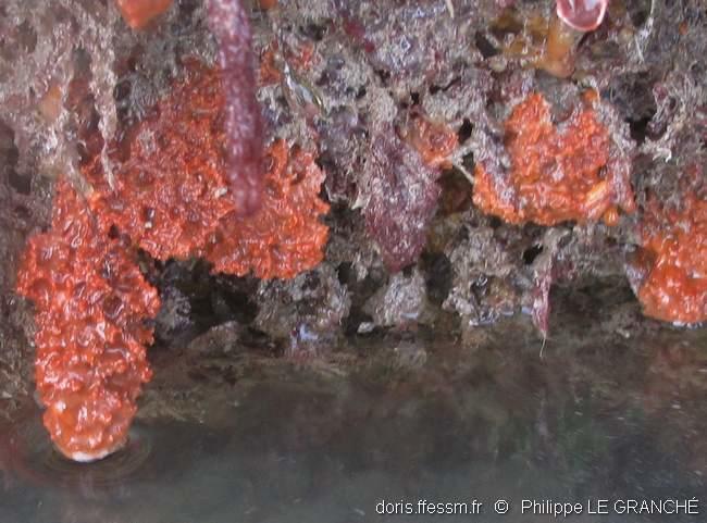 hymeniacidon_perlevis-plg-img_221