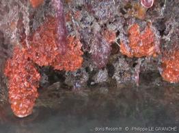 hymeniacidon_perlevis-plg-img_221