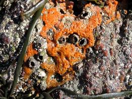 hymeniacidon_perlevis-plg-img_4533