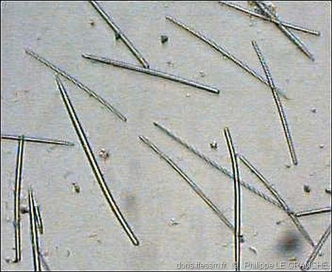 hymeniacidon_perlevis-plg-NA01