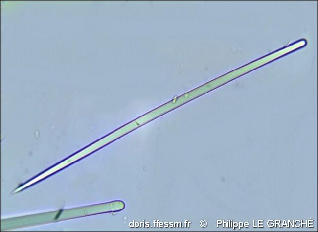 hymeniacidon_perlevis_spicules_x400-plg-img_104