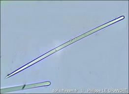 hymeniacidon_perlevis_spicules_x400-plg-img_104