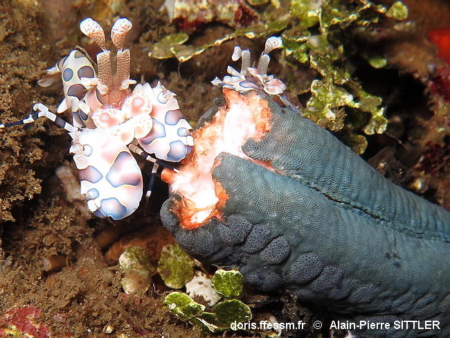 Hymenocera_picta-aps2015