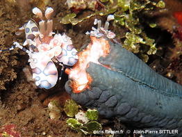 Hymenocera_picta-aps2015
