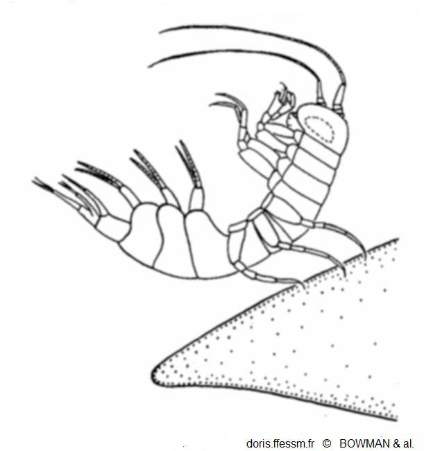 Hyperia_galba_bmh_01