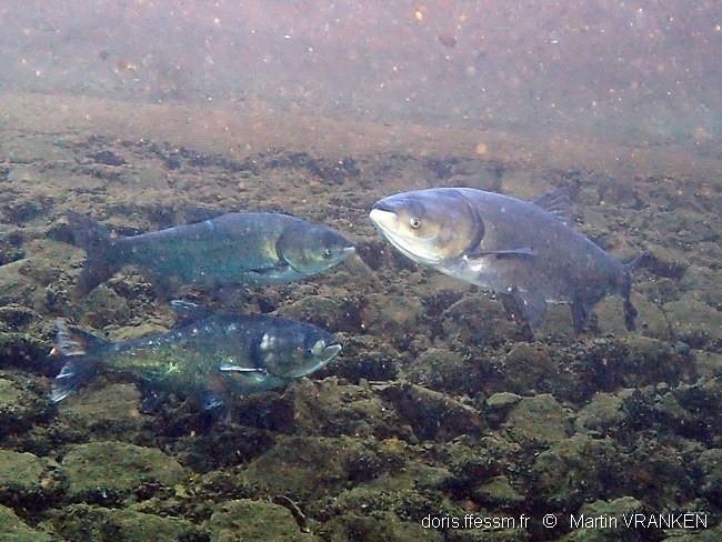 hypophthalmichthys_molitrix-mva-40