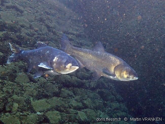 hypophthalmichthys_molitrix-mva-50