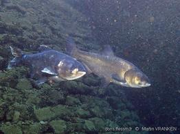 hypophthalmichthys_molitrix-mva-50