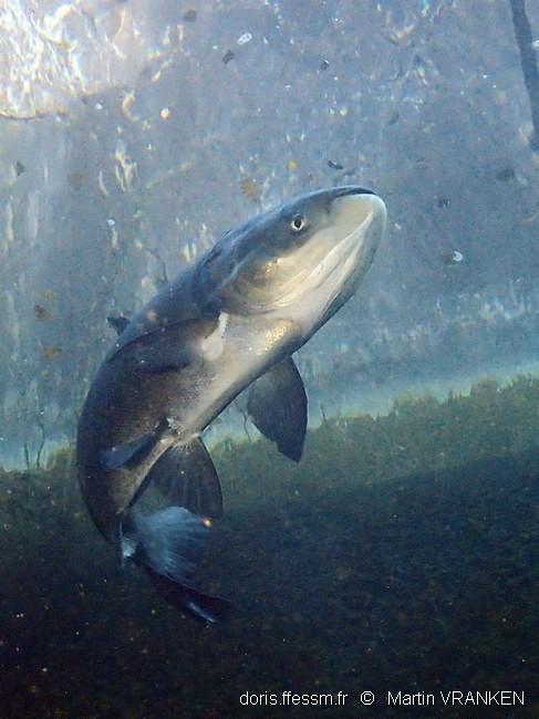 hypophthalmichthys_molitrix-mva-60