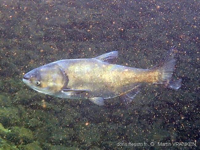 hypophthalmichthys_molitrix-mva-70