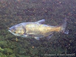 hypophthalmichthys_molitrix-mva-70