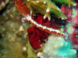 Hypselodoris_decorata-apsi101