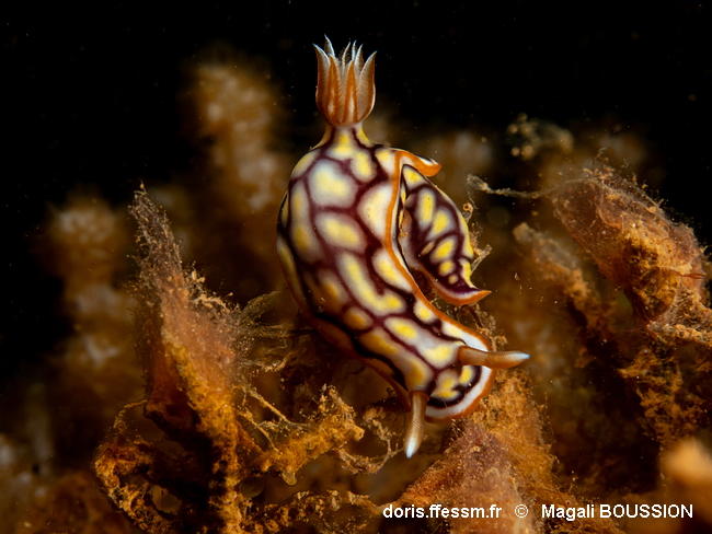 Hypselodoris_jacksoni-mabo25