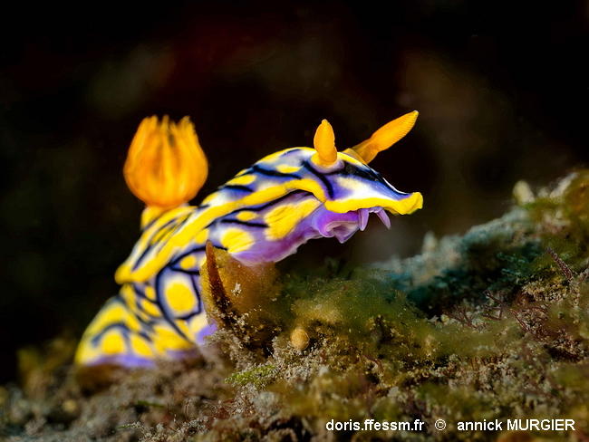 Hypselodoris_nigrostriata-anmu01