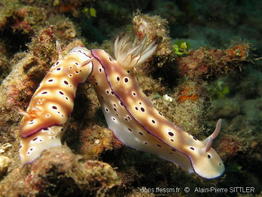 Hypselodoris_tryoni-aps458