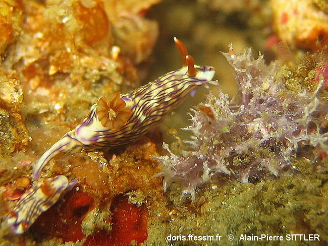 Hypselodoris_zephyra-apsi002