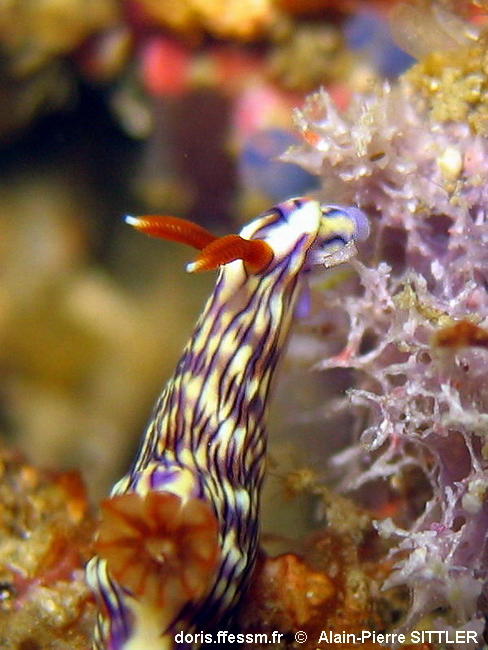 Hypselodoris_zephyra-apsi003